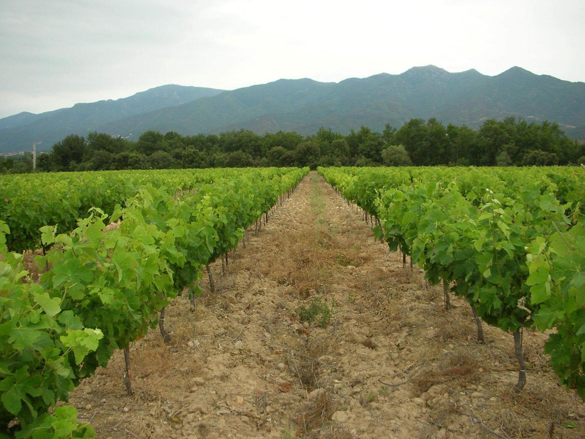 מלון Tresserre Domaine De Nidoleres מראה חיצוני תמונה