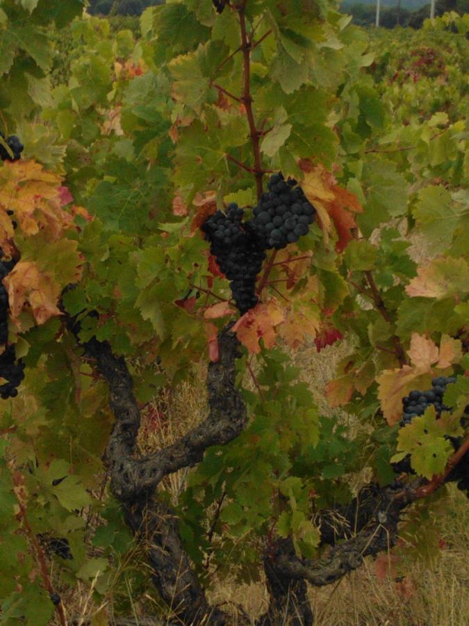 מלון Tresserre Domaine De Nidoleres מראה חיצוני תמונה